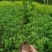 茶苗