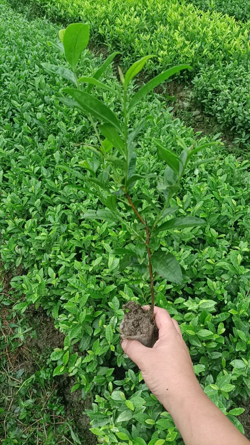 茶苗
