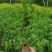 茶苗