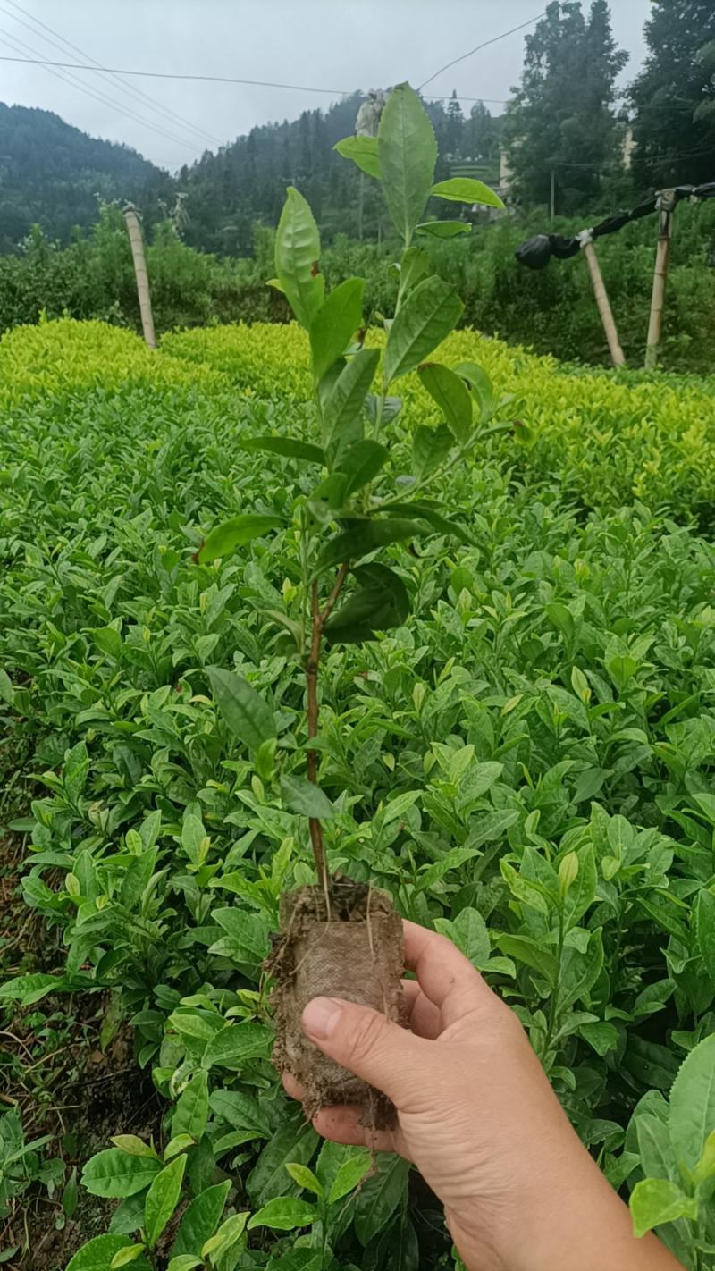 茶苗