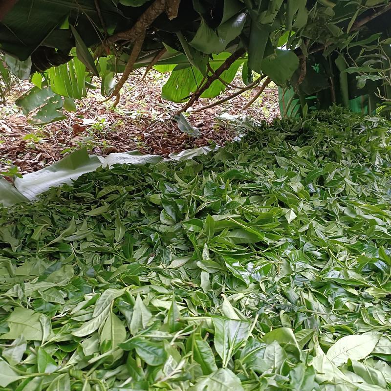 古树普洱茶纯手工制作上百年普洱古树茶生态乔木