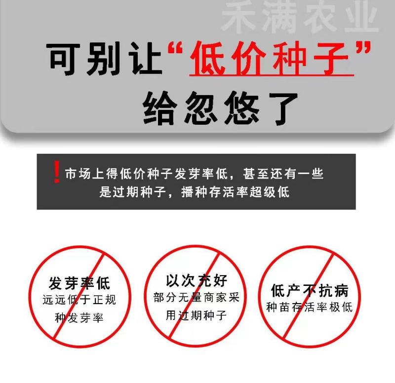 全绿夏季专用鸡毛菜种子籽全绿杂交青梗耐热耐湿速生鸡毛菜籽