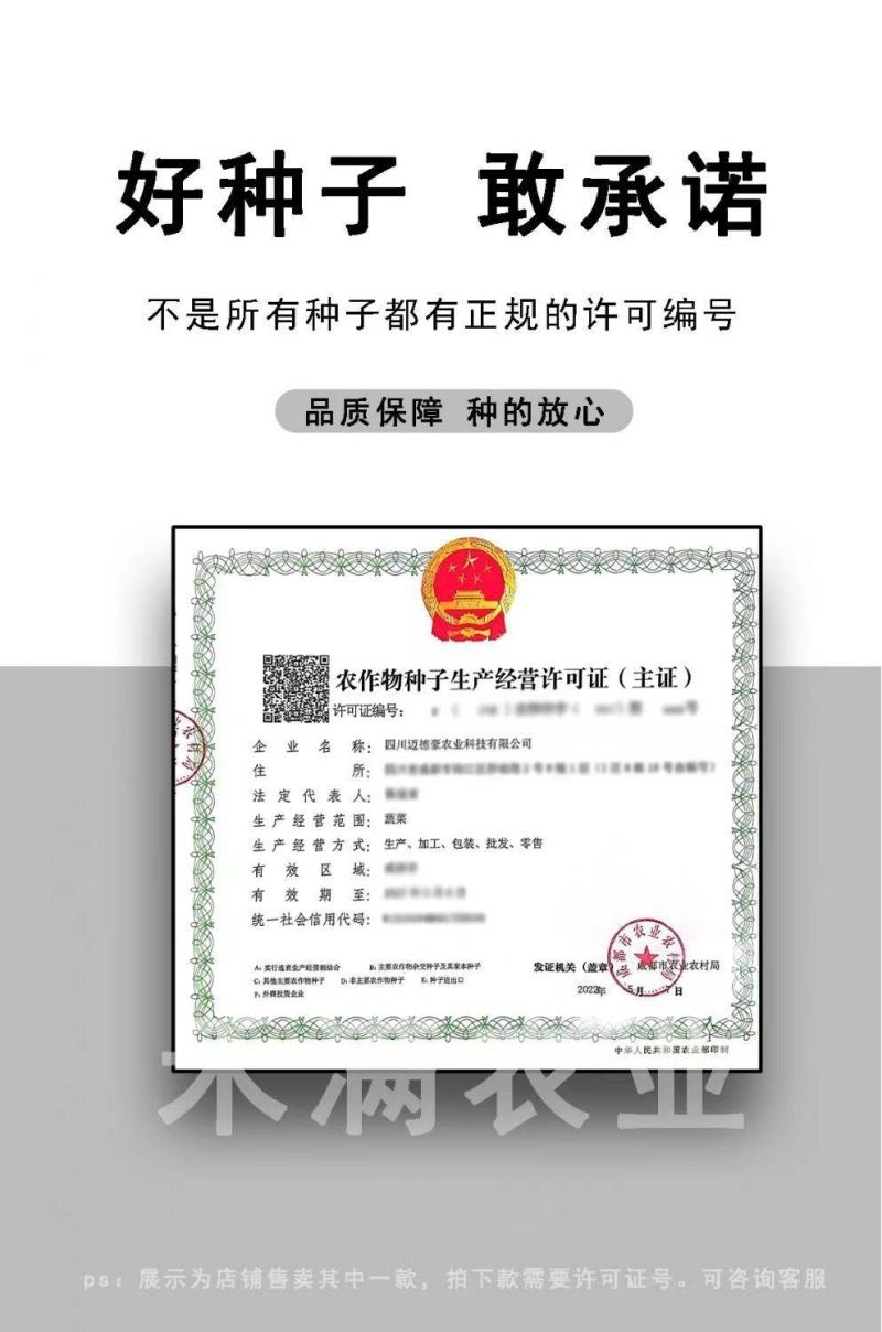 全绿夏季专用鸡毛菜种子籽全绿杂交青梗耐热耐湿速生鸡毛菜籽