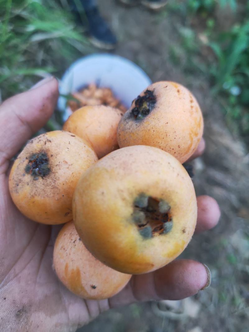 枇杷