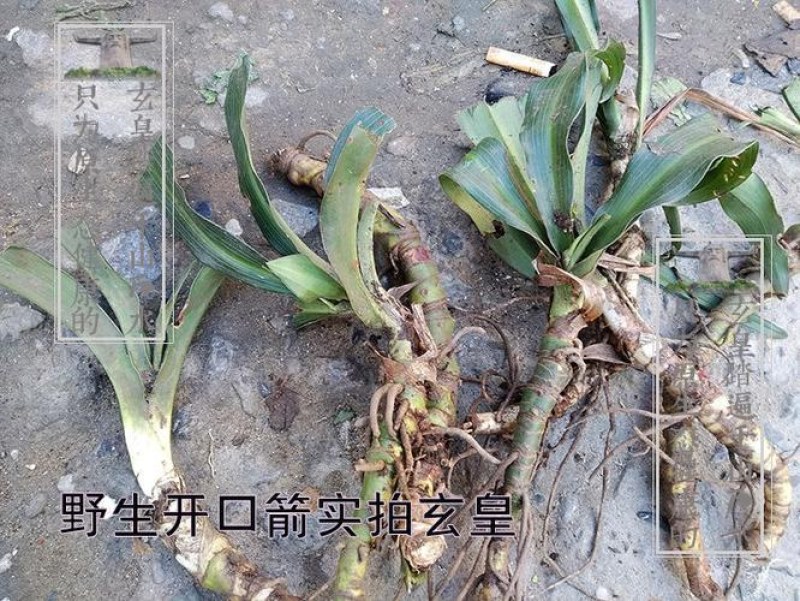 药用野生开喉剑开口箭