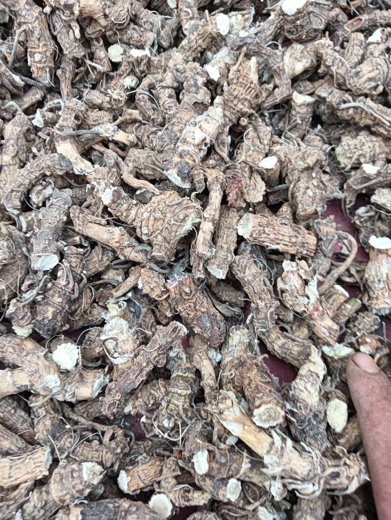药用野生开喉剑开口箭