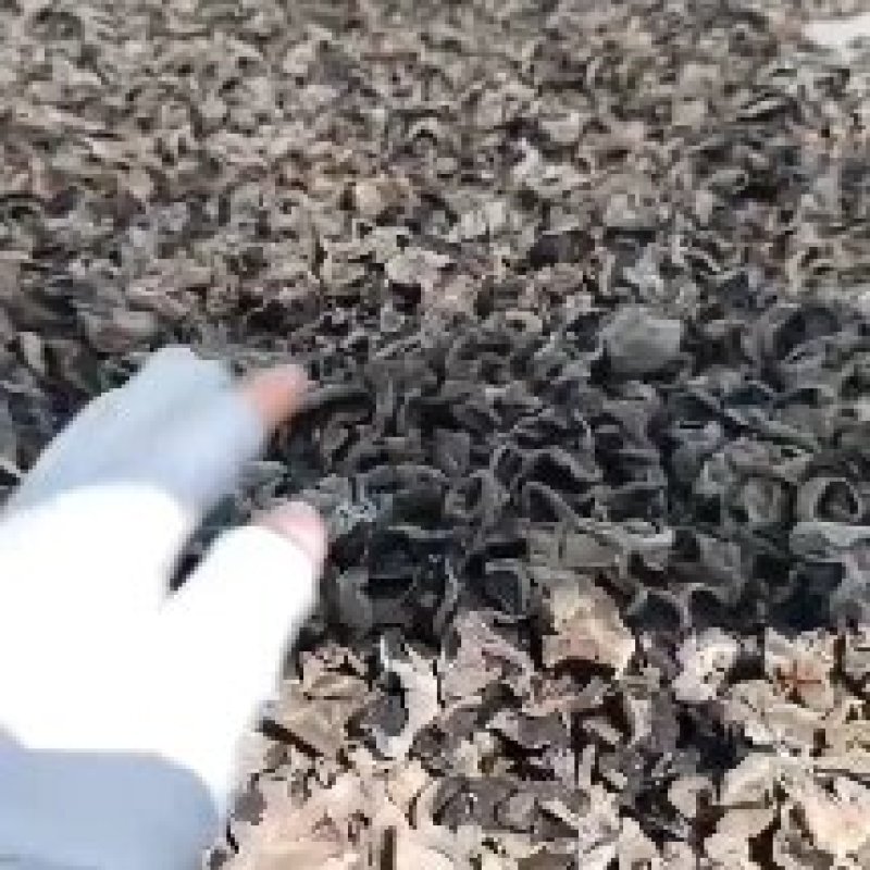一手货源东北木耳