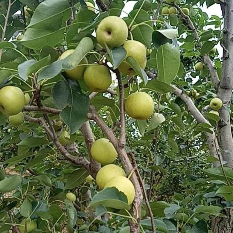 蜂糖梨