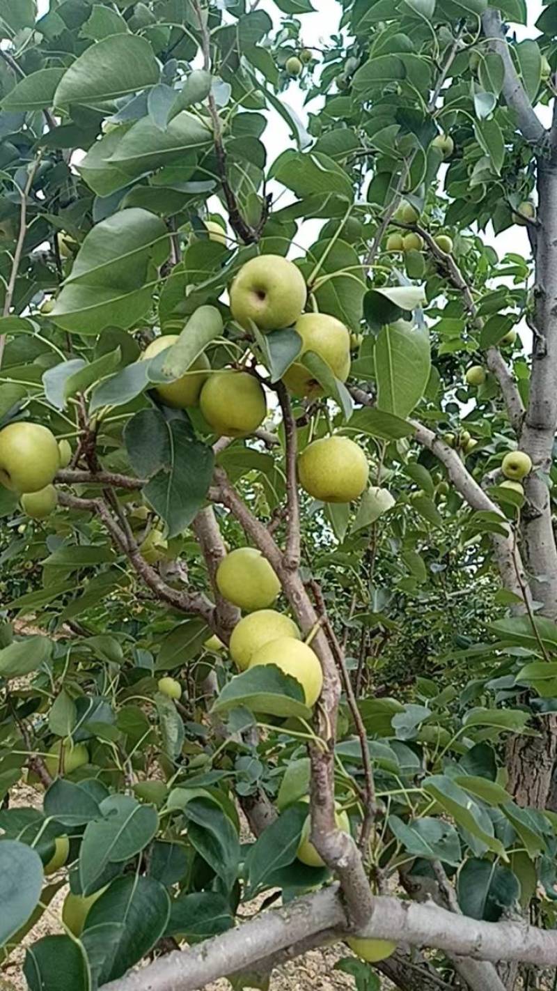 蜂糖梨