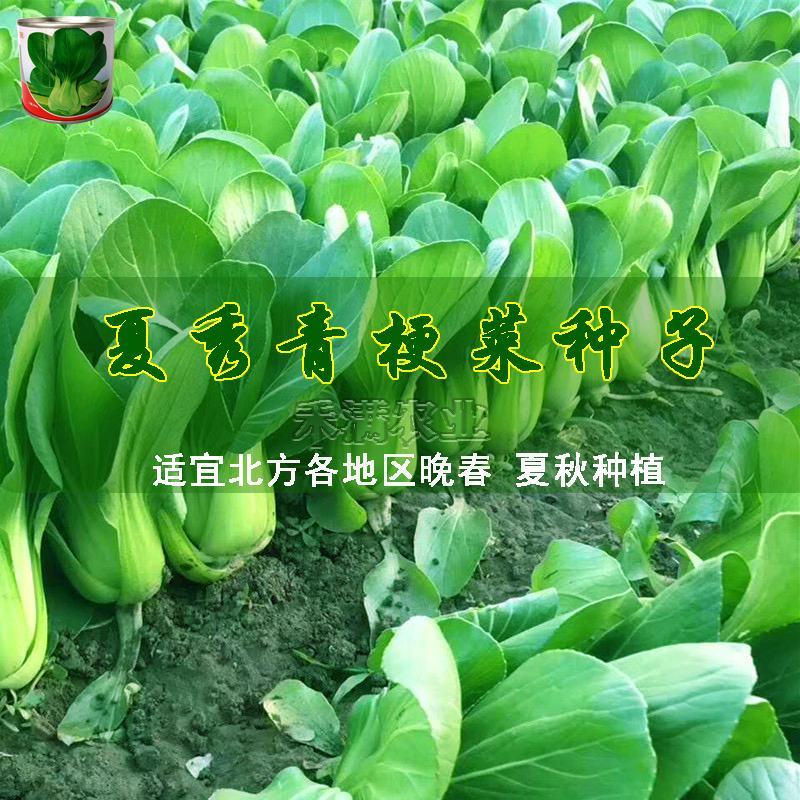 鸡毛菜夏季专用上海青种子青梗菜种籽耐抽苔小油菜上海青种子