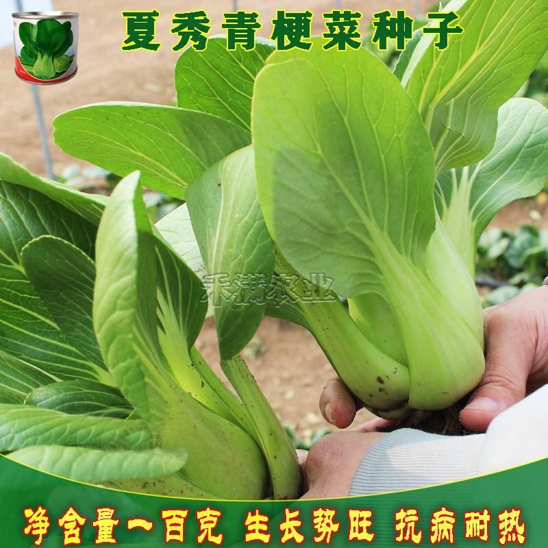鸡毛菜夏季专用上海青种子青梗菜种籽耐抽苔小油菜上海青种子