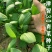 全绿夏季用鸡毛菜种子籽全绿杂交青梗耐热耐湿速鸡毛菜种子
