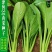 全绿夏季用鸡毛菜种子籽全绿杂交青梗耐热耐湿速鸡毛菜种子
