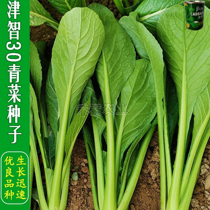 全绿夏季用鸡毛菜种子籽全绿杂交青梗耐热耐湿速鸡毛菜种子