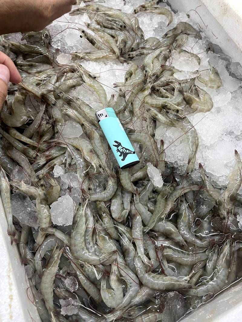 去头虾虾滑原料虾仁原料原料鲜度佳支持定制加工