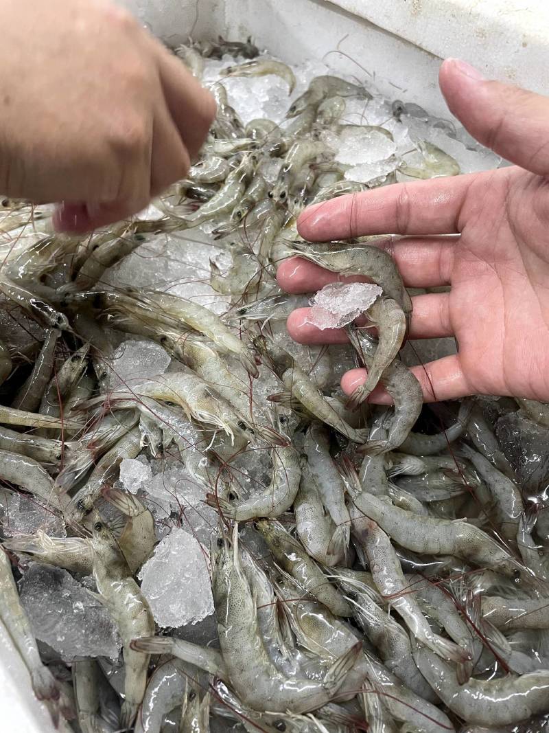 去头虾虾滑原料虾仁原料原料鲜度佳支持定制加工
