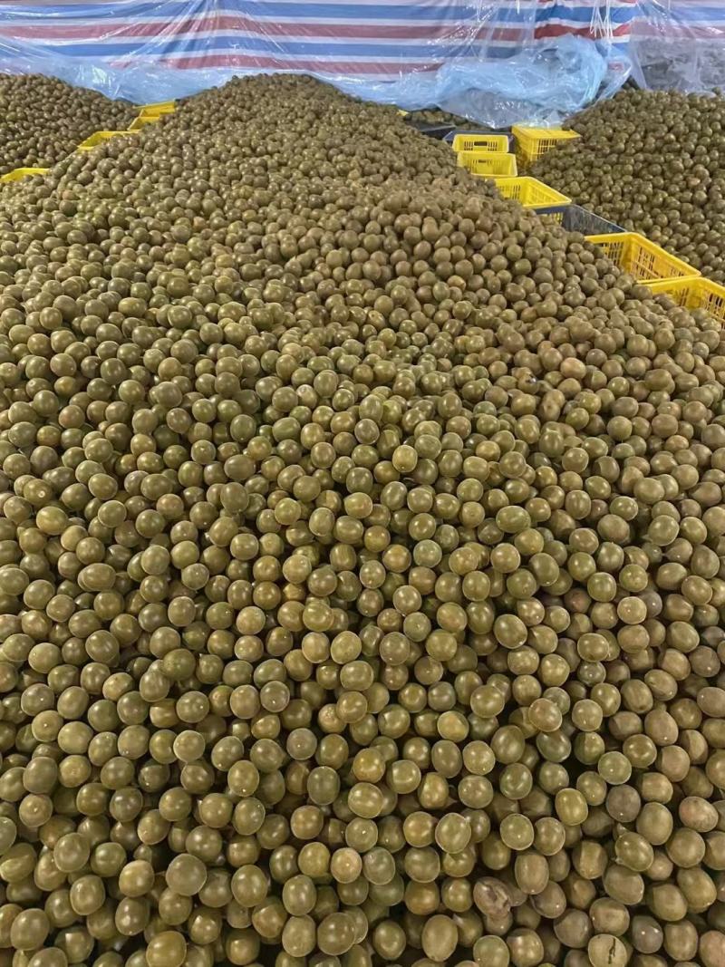 独立包装，量大优惠，全年供货，价格质量都有保证，