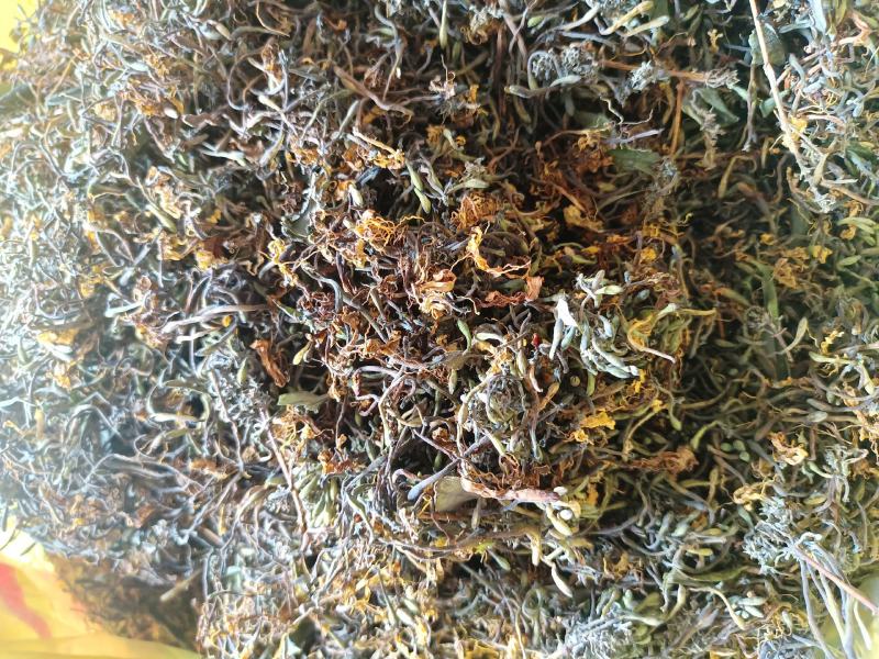 高山野生金银花，无硫、欢迎各位老板下单