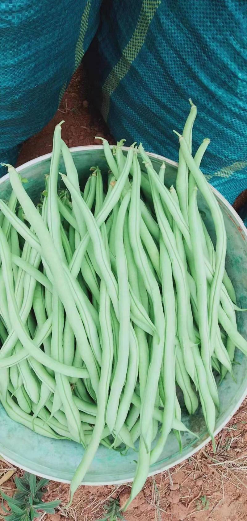 水果蔬菜
