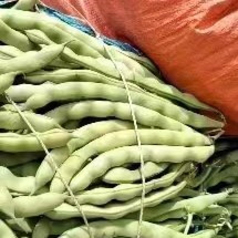 精品大青豆产地带收带发