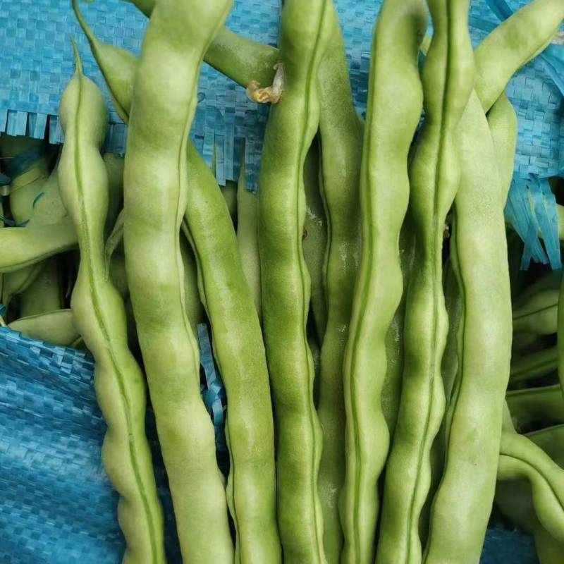 精品大青豆产地带收带发
