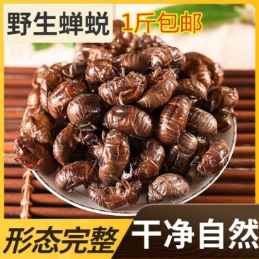 中药材蝉蜕蝉衣蝉壳虫蜕虫退爬了猴壳特价包邮
