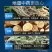 荆防本草纲清瘟大败毒四季流感清热感冒猪牛羊鸡鸭鹅禽饲料添