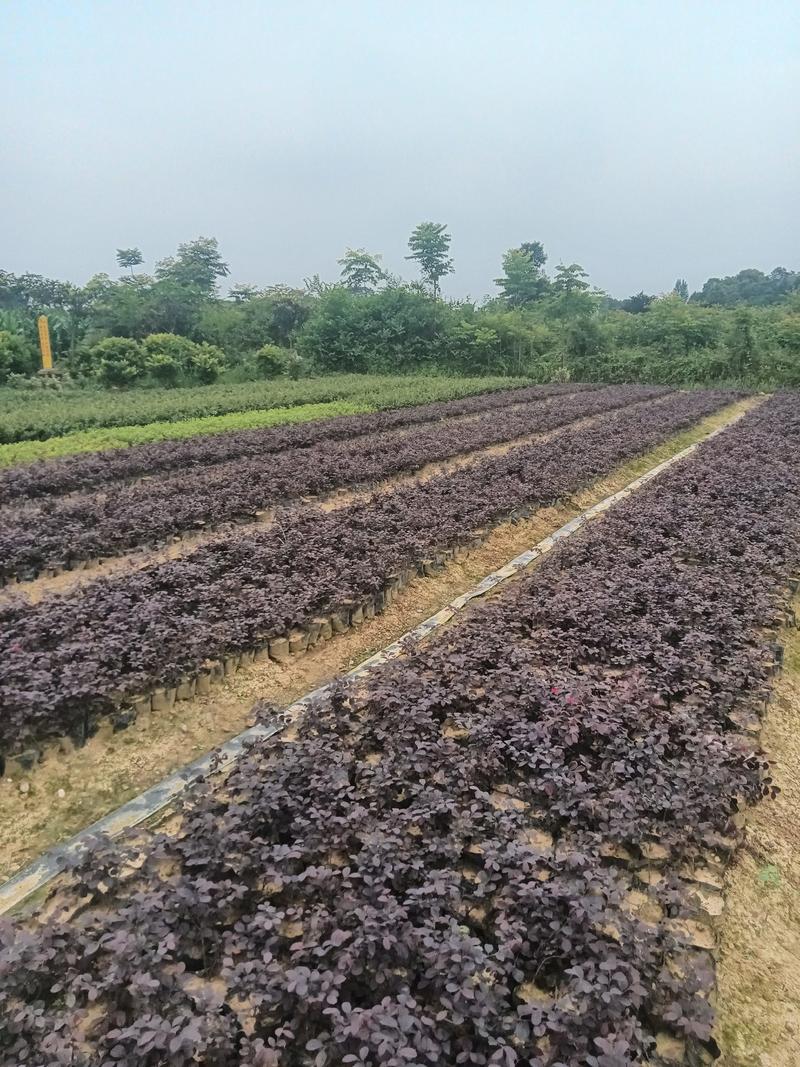 【一手货源】湖北枝江红继木苗苗圃直发货源充足价格实惠