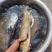 金沙鲈鲤鱼苗，又叫大花鱼、豹纹花鱼，属于凶猛的肉食性鱼，