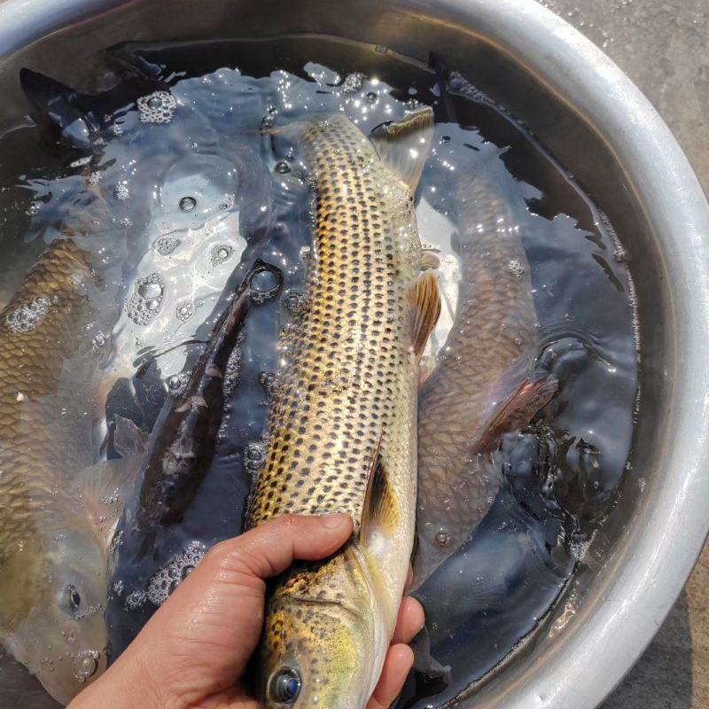 金沙鲈鲤鱼苗，又叫大花鱼、豹纹花鱼，属于凶猛的肉食性鱼，