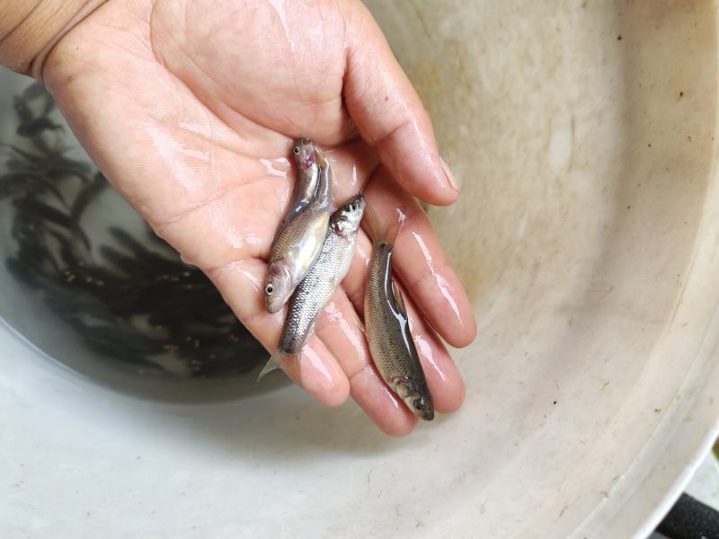 金沙鲈鲤鱼苗，又叫大花鱼、豹纹花鱼，属于凶猛的肉食性鱼，