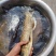 金沙鲈鲤鱼苗，又叫大花鱼、豹纹花鱼，属于凶猛的肉食性鱼，