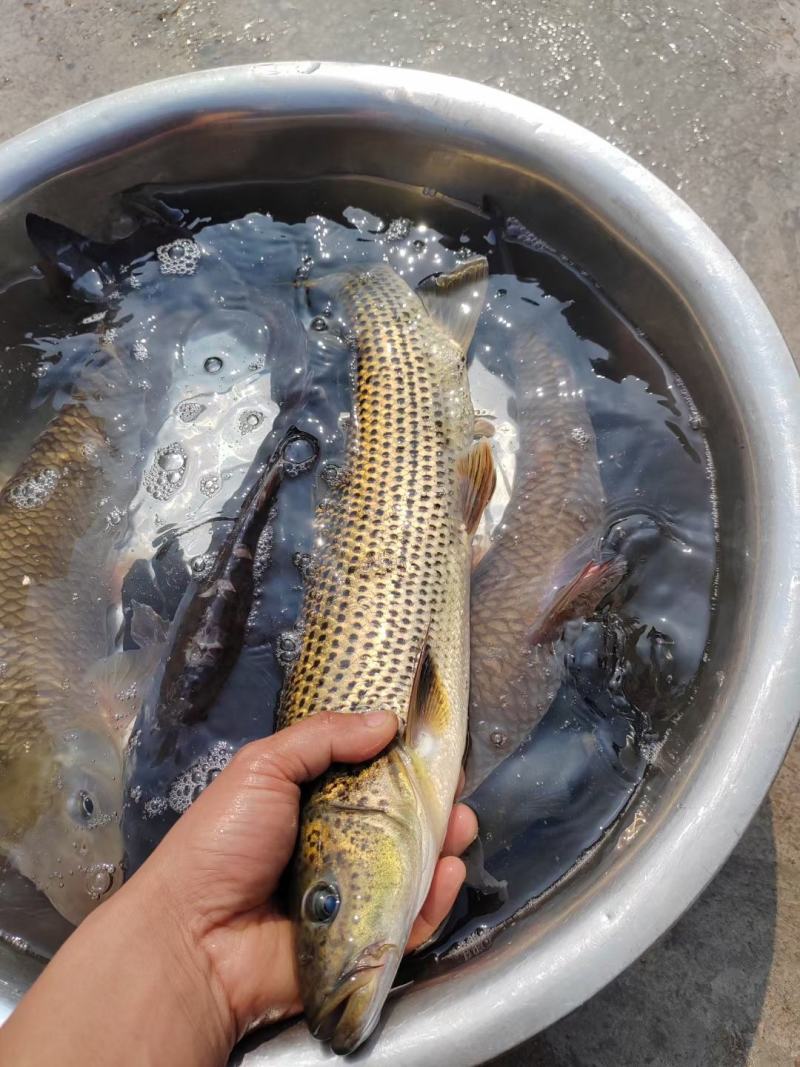 金沙鲈鲤鱼苗，又叫大花鱼、豹纹花鱼，属于凶猛的肉食性鱼，