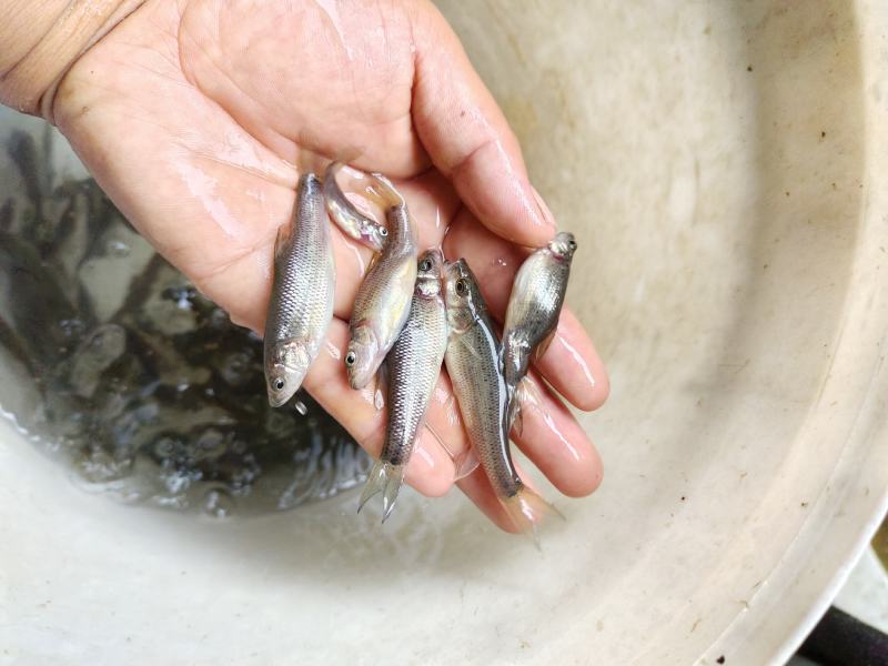 金沙鲈鲤鱼苗，又叫大花鱼、豹纹花鱼，属于凶猛的肉食性鱼，