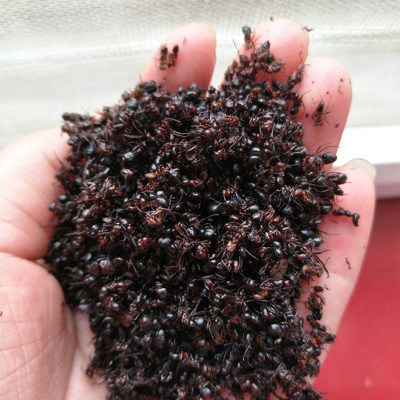 红蚂蚁中药材红蚂蚁干正品长白山可泡酒红蚂蚁250g包邮另