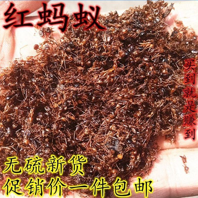 红蚂蚁中药材红蚂蚁干正品长白山可泡酒红蚂蚁250g包邮另