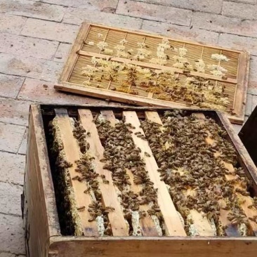 自家养的蜂蜜