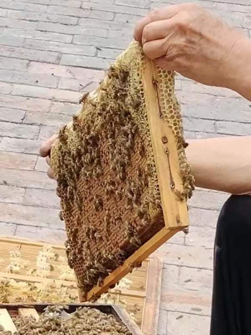 自家养的蜂蜜