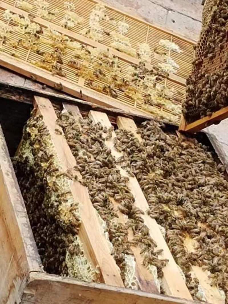 自家养的蜂蜜