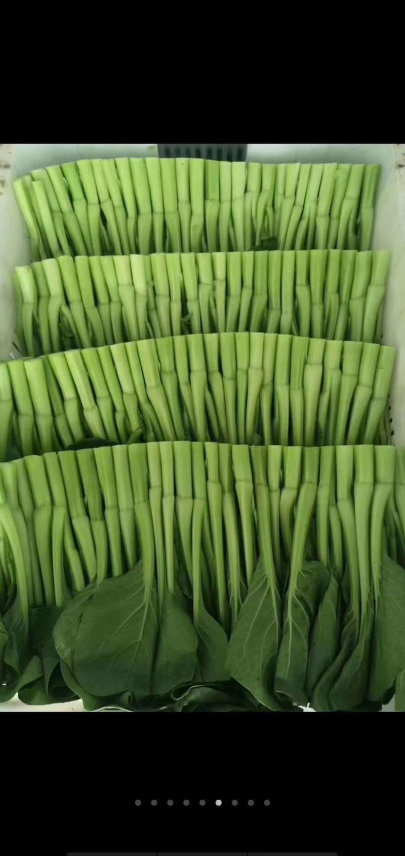 精品菜苔迟菜心自家种植质优价廉全国发货对接批发市场商超