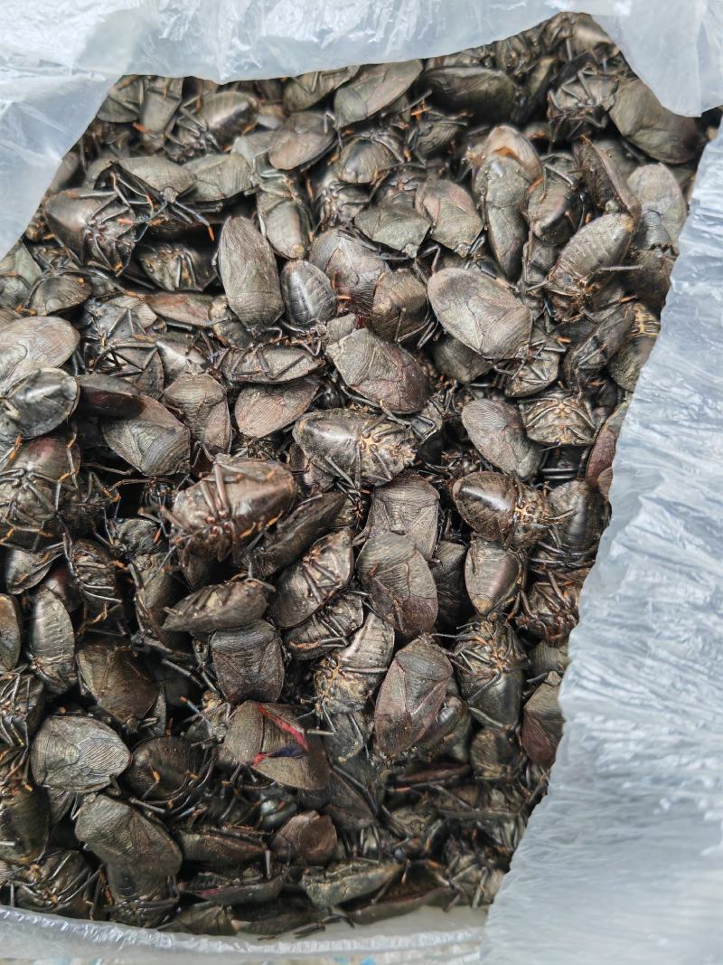 云南货源充足，九香虫选货没有小个的，都是足干货