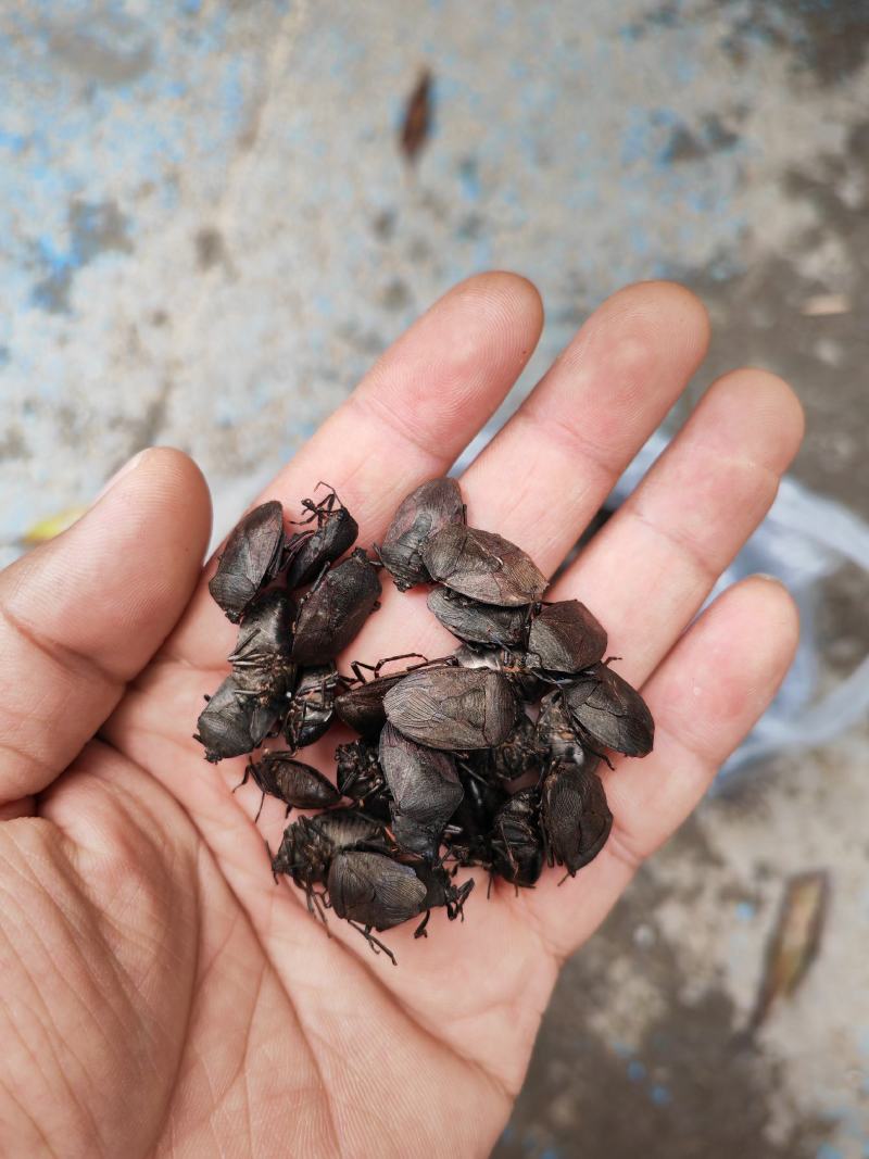 云南货源充足，九香虫选货没有小个的，都是足干货