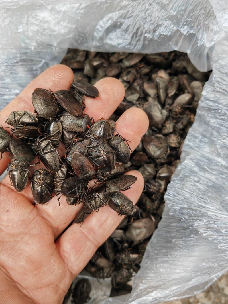 云南货源充足，九香虫选货没有小个的，都是足干货