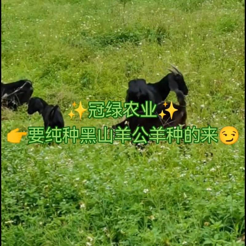 出售吃草长肉的散放努比亚黑山羊奄羊