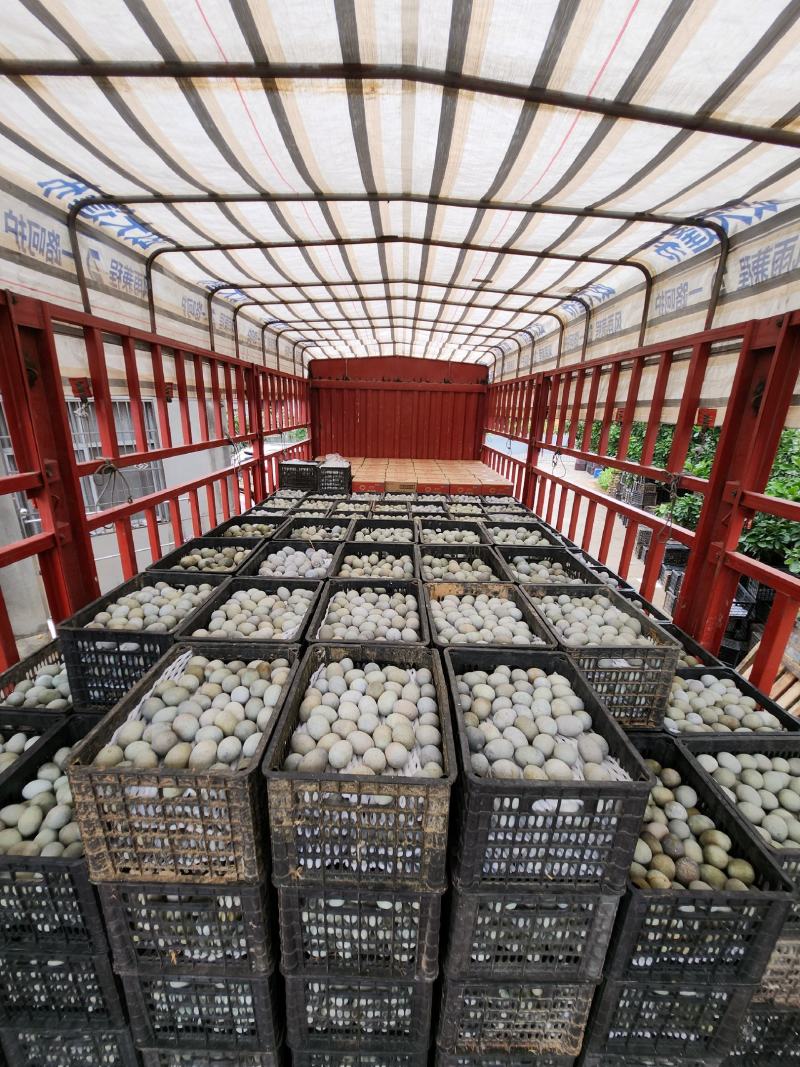 江西厂家直销【松花蛋】质量可靠价格便宜价格优惠空间大