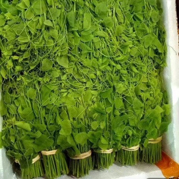 辣木苗
