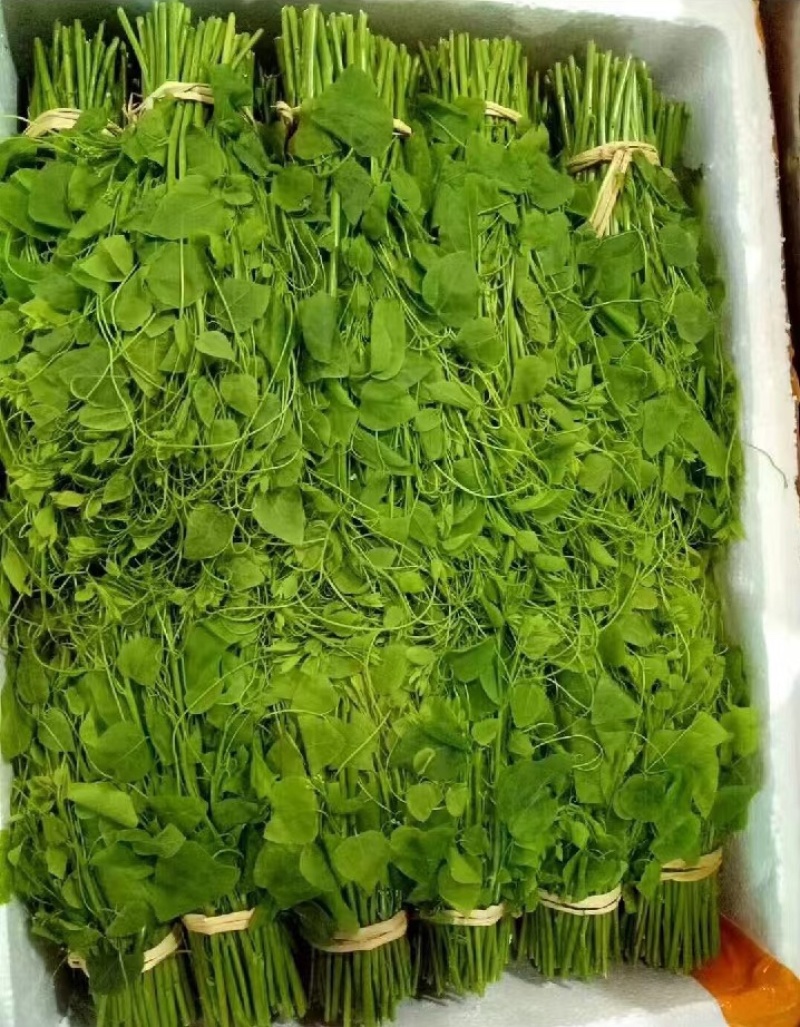 辣木苗