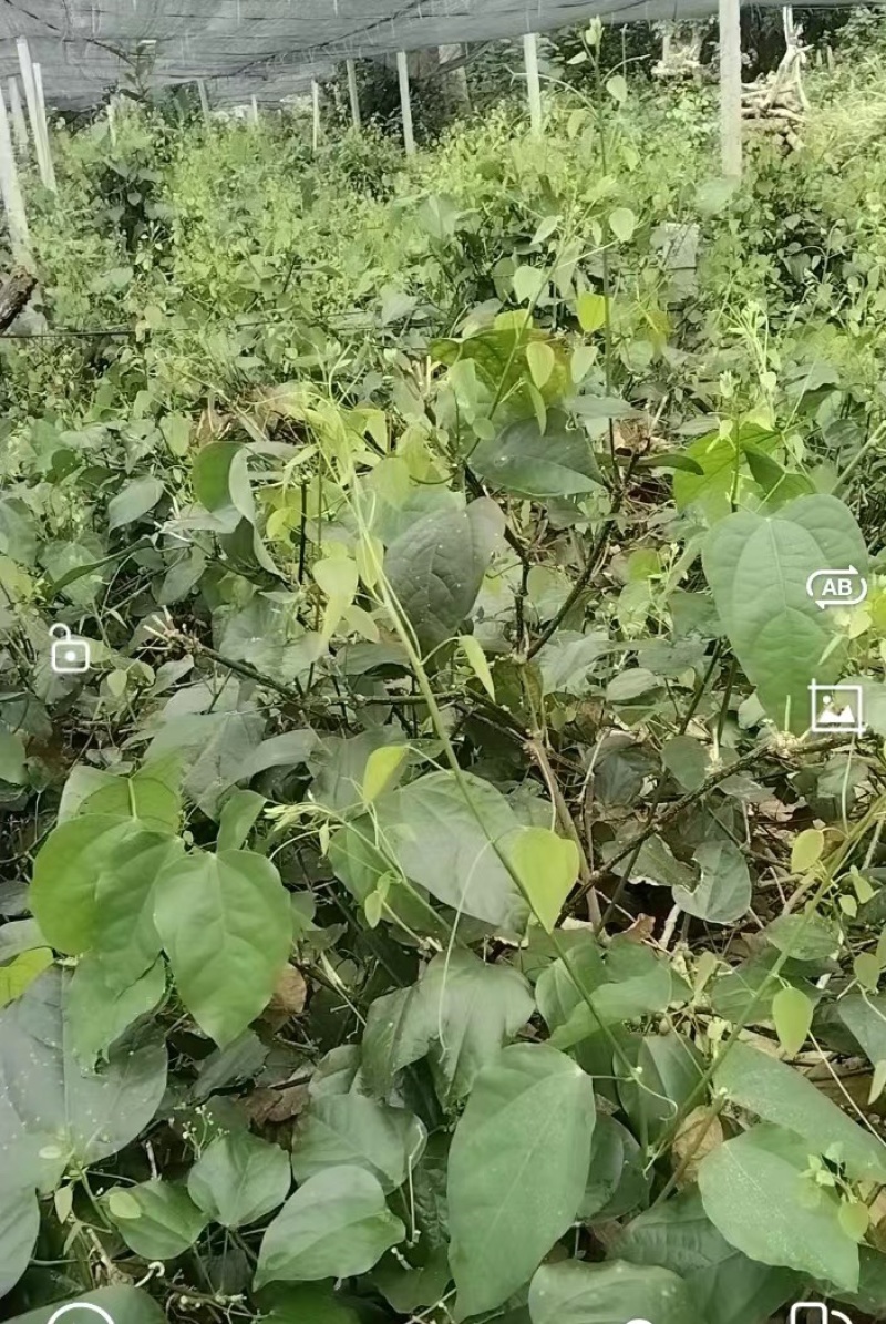 辣木苗