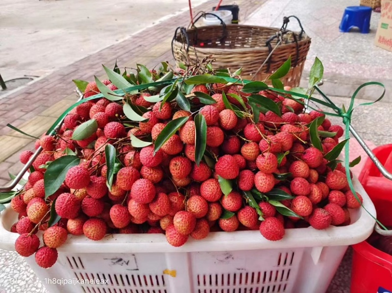 荔枝桂味