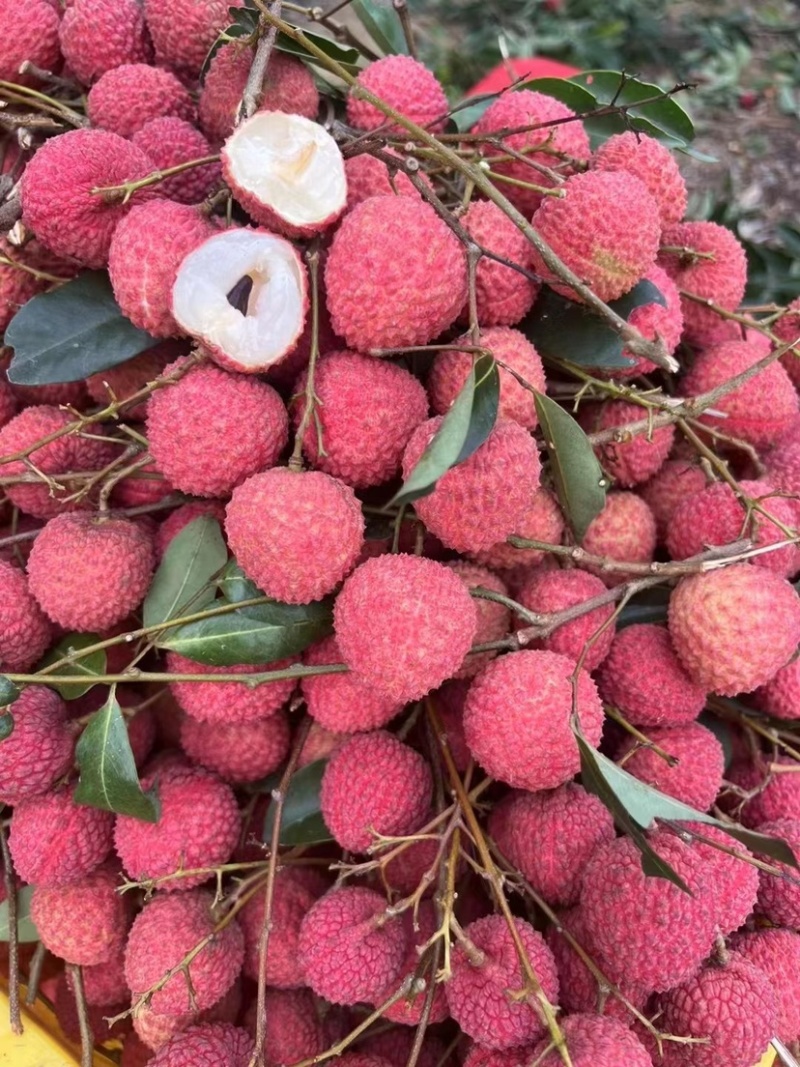 荔枝桂味